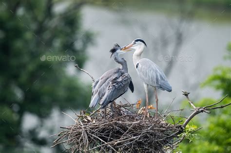 grey heron family on nest, ardea cinerea feeding Stock Photo by chuyu2014