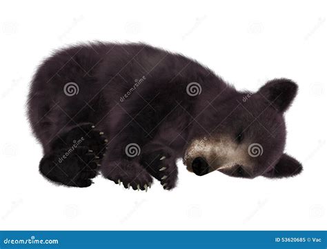 Black Bear Cub Stock Illustration - Image: 53620685