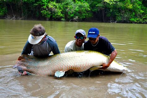 Rewa Eco Lodge - Arapaima Fly Fishing