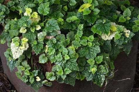 a potted plant with green leaves and yellow flowers on the ground next ...