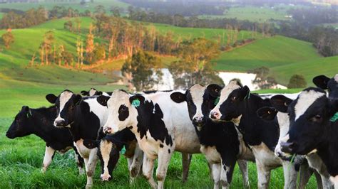 Opening milk price: Colac’s Bulla Dairy Foods announces increase | The Weekly Times