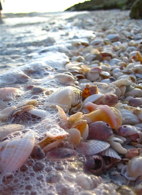 Low Tide | Sanibel island florida, Sea shells, Sanibel island