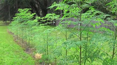 Growing Moringa Oleifera - YouTube