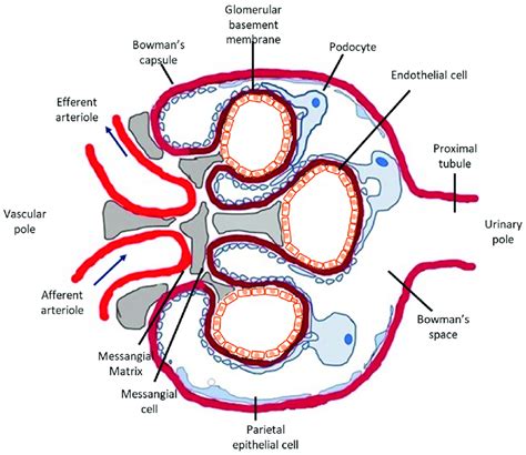 Glomerular Bowman's Capsule and the Glomerulus Make Up the