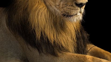 Asiatic Lion | National Geographic