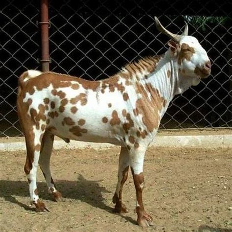 Male Barbari Goat at best price in Gangoh | ID: 14791446948