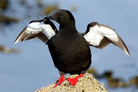 Black Guillemot by Dean Eades - BirdGuides