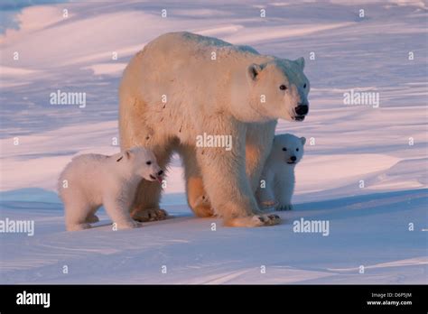 Polar bear (Ursus maritimus) and cubs, Wapusk National Park, Churchill, Hudson Bay, Manitoba ...