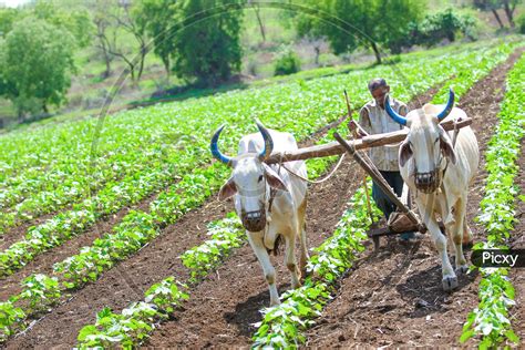 Image of Indian Farmer Ploughing in Cotton Field with Bullocks-WO599201-Picxy