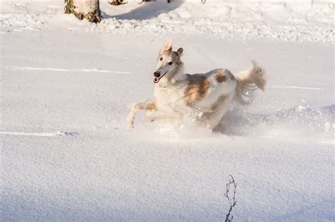 Running borzoi stock photo. Image of breed, hunting, national - 8555332