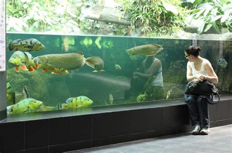 Teman Ikan Arwana Di Akuarium - Ikan Hias Air Tawar Laut dan Aquarium