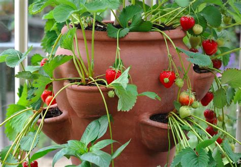 methodology Genuine Pasture terracotta strawberry planter Aside leave ...