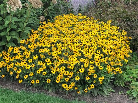 Rudbeckia, American Gold Rush - Campbell's Nursery