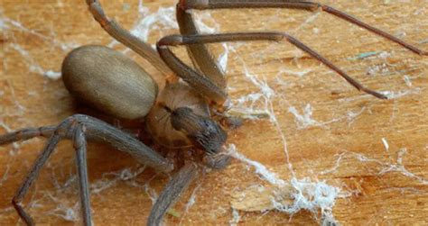 Chilean Recluse Spider: Identification, Traits, & Pictures | Beyond The ...