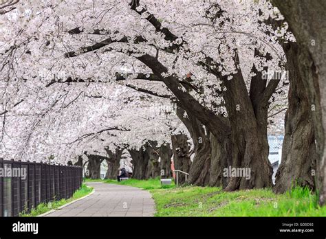 sakura cherry blossom Tunnel in Japan Stock Photo - Alamy