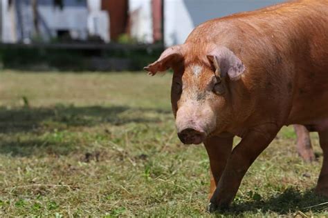 Duroc Pigs: Breed info, Lifespan, & Characteristics - Northern Nester