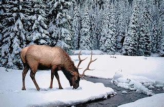 Endangered Species in India- Kashmir Red Stag (Hangul) | Latest Tamil News