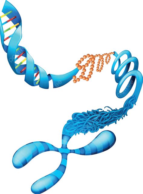 Deoxyribonucleic Acid Clone Microscopic Chromosome Vector, Clone, Microscopic, Chromosome PNG ...