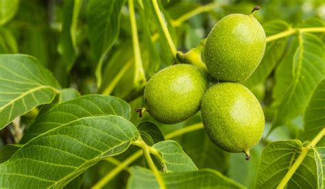 Juglans Regia: Facts, Benefits, Grow & Care Tips in 2023