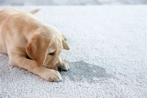 Odor Removal 101 - Carpet Tech