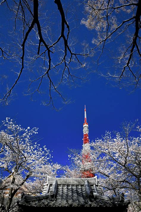 s 20190401_Cherry Blossom w Tokyo Tower_DSC_2022 | 01.04.19 … | Flickr