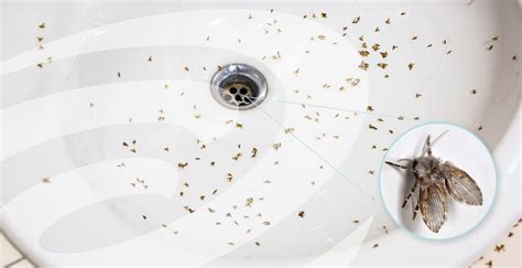 Drain Flies: What’s The Cause And How Can I Eliminate Them?