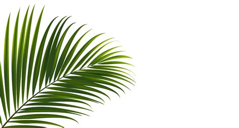 Coconut leaves on white background with clipping path for tropical leaf ...