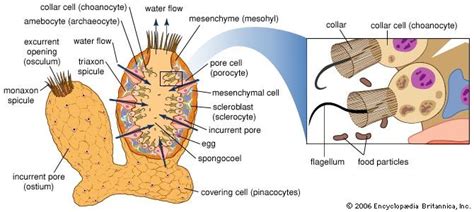 Sponge | Definition, Features, Reproduction, & Facts | Britannica