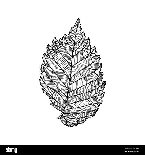 Leaf veins leaf veins leaf veins leaf veins Stock Vector Images - Alamy