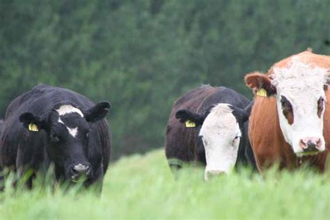 Coast & Country - Govt backs pastoral farming study on regenerative