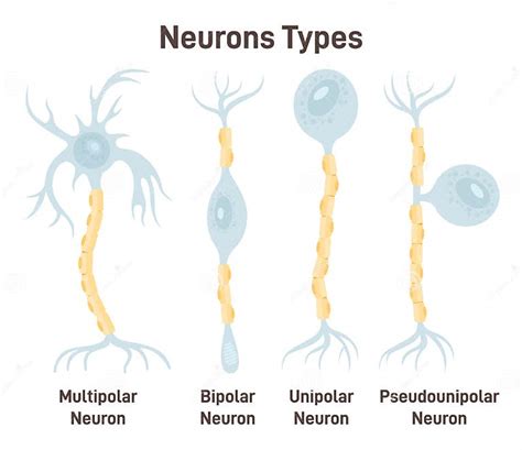 Neuron Types. Unipolar, Pseudo-unipolar, Bipolar and Multipolar Neurons ...