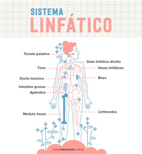 Sistema linfático: constituição, funções e cuidados Study Hard, Study Time, Medicine Studies ...