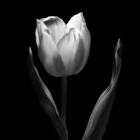 Dancing In The Moonlight - Black And White Tulip Macro Flower ...