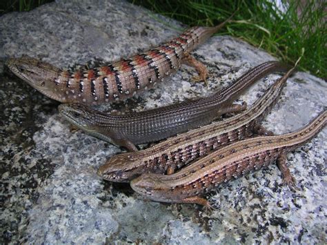 Melanistic Southern Alligator Lizard. Elgaria multicarinata - a photo on Flickriver