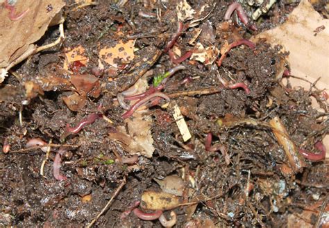 Vermicomposting Bin Can Be Good for Your Garden - Southeast AgNET