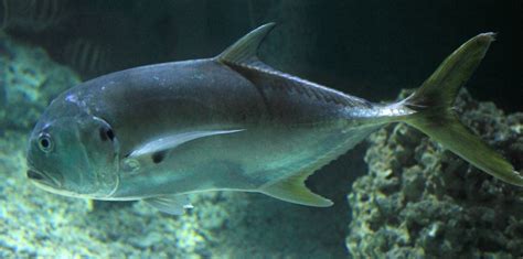 Crevalle Jack image - Free stock photo - Public Domain photo - CC0 Images