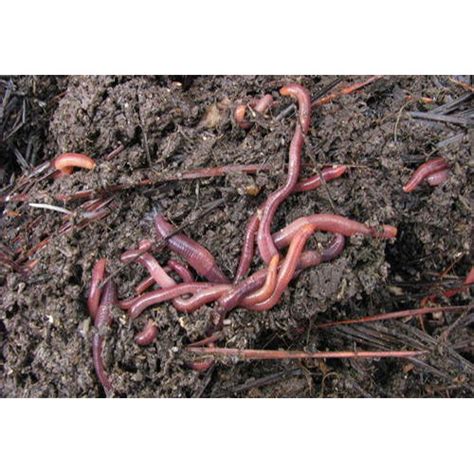 Vermicompost Worms, Pack Type: Plastic Bag, Pack Size: 50kg at Rs 12.5 ...