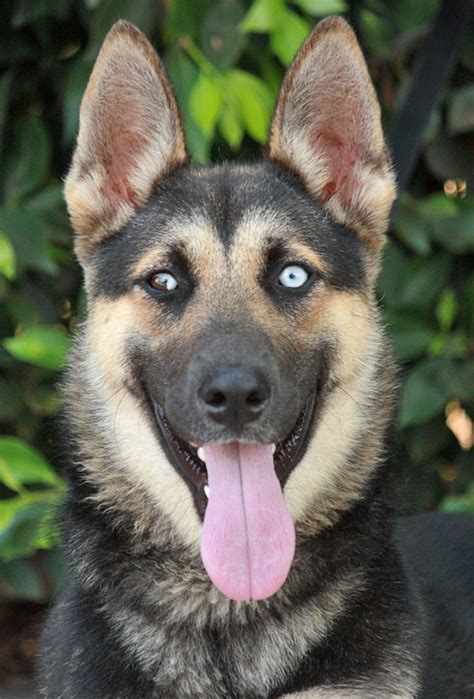 55+ White Blue Eyes German Shepherd Husky Mix - l2sanpiero