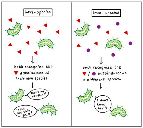 Quorum Sensing: The Social Network of Bacteria - Research Blog