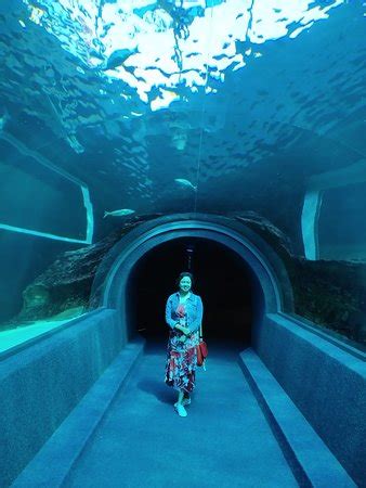 Two Oceans Aquarium (Cape Town Central) - 2020 All You Need to Know BEFORE You Go (with Photos ...