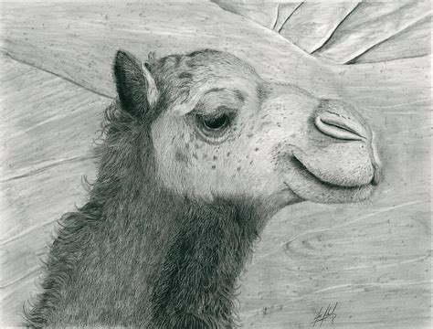 Camel in Desert Drawing by James Schultz - Fine Art America