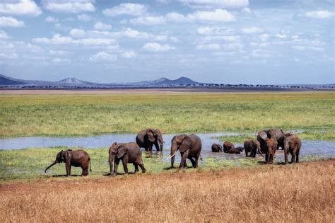 12-Day Tanzania Family Safari: A Thrilling Adventure Amidst Wildlife ...