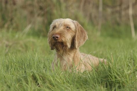 Wirehaired Vizsla Breed Information - Vetstreet | Vetstreet