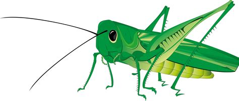 Grasshopper clipart green clipart, Grasshopper green Transparent FREE for download on ...