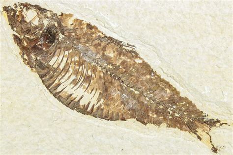 3.95" Fossil Fish (Knightia) - Green River Formation (#237211) For Sale - FossilEra.com