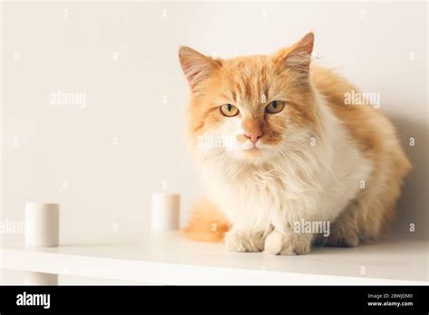 Cute funny cat on shelf unit at home Stock Photo - Alamy