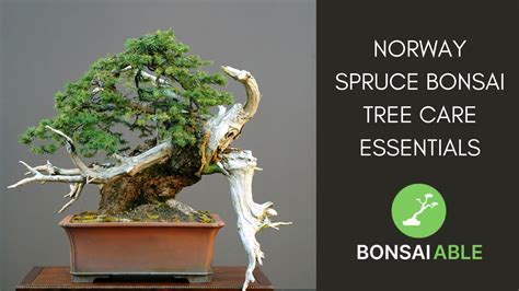 Norway Spruce Bonsai Tree Care Essentials