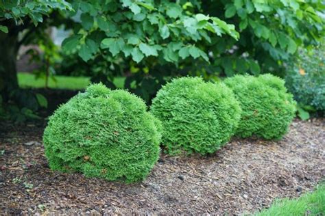 Tater Tot® Dwarf Arborvitae | Thuja occidentalis | Shrubs for ...