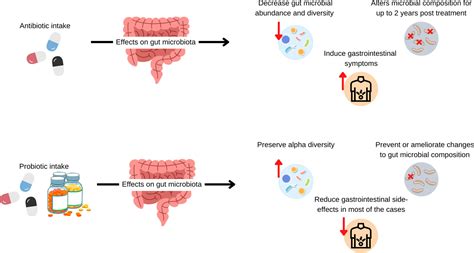 Taking probiotics alongside prescribed antibiotics could reduce damage ...