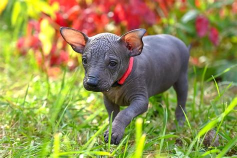 How Much Does a Xoloitzcuintli Cost? (2024 Price Guide)